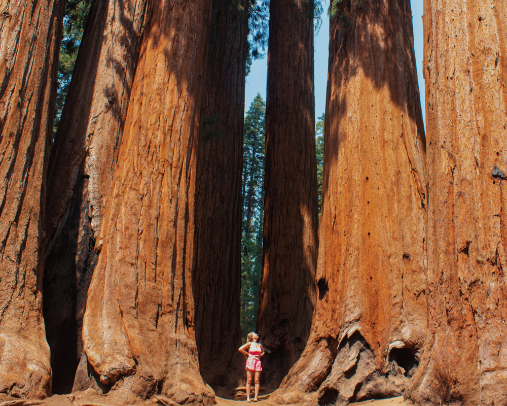 Grand Sequoia - Bakersfield