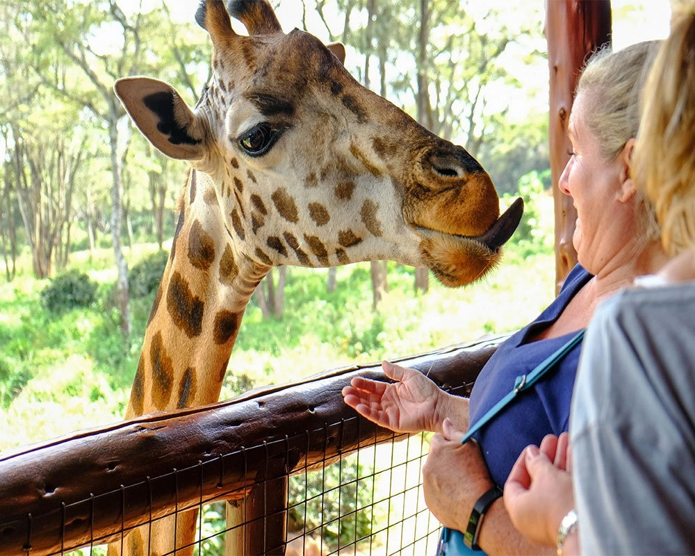 Giraffe Centre nairobi