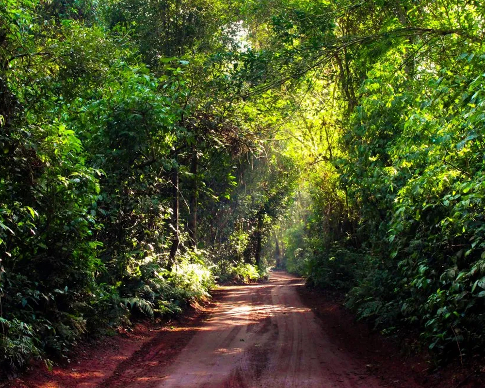 Selva