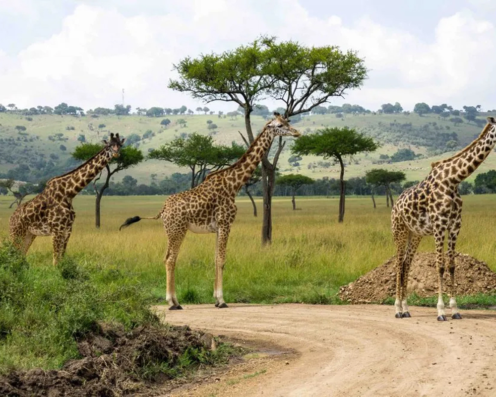 PN Masai Mara