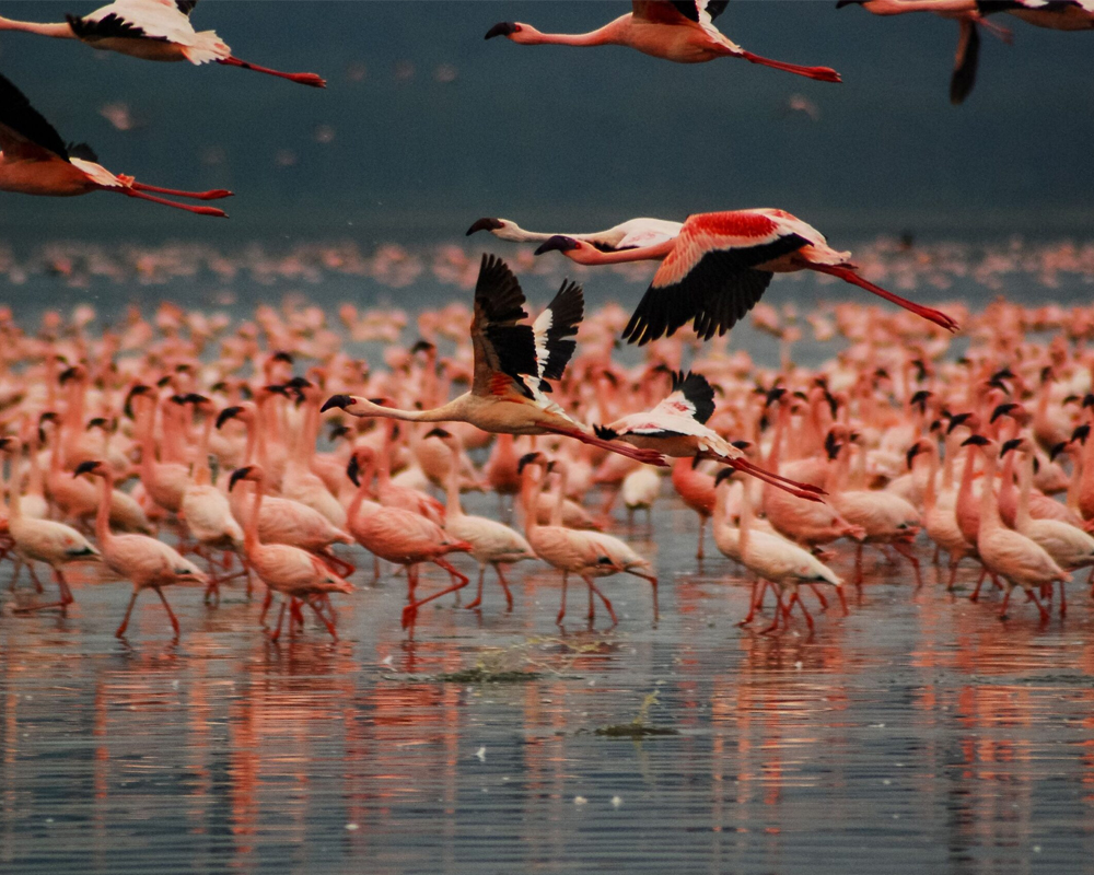 Parque Nacional del Lago Nakuru