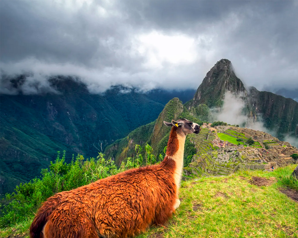 picchu