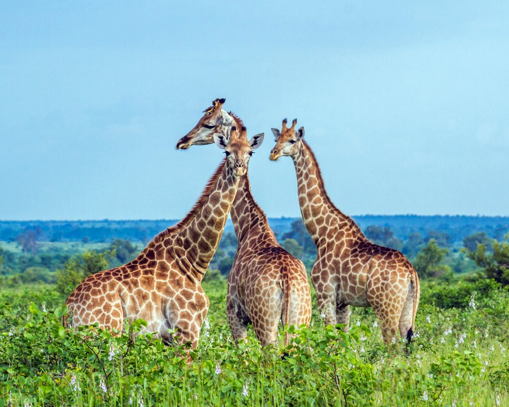 Parque kruger