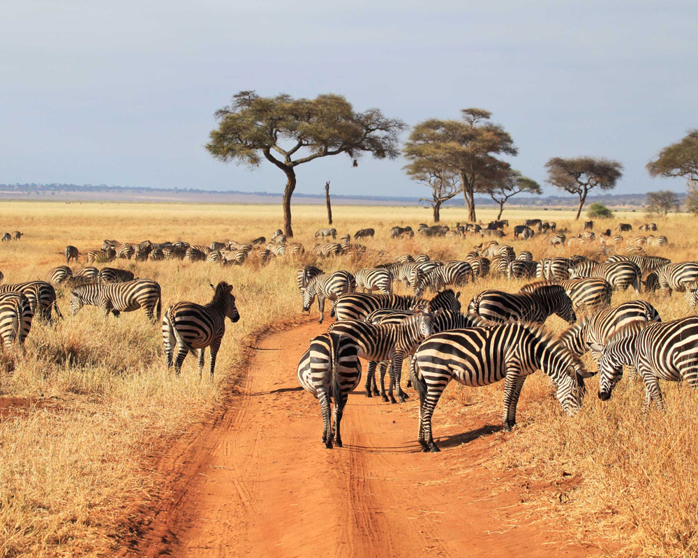 Safari TARANGIRE