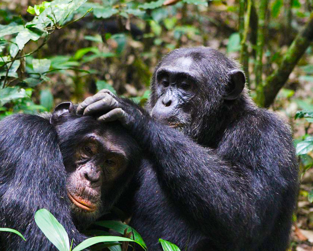 Kibale Forest