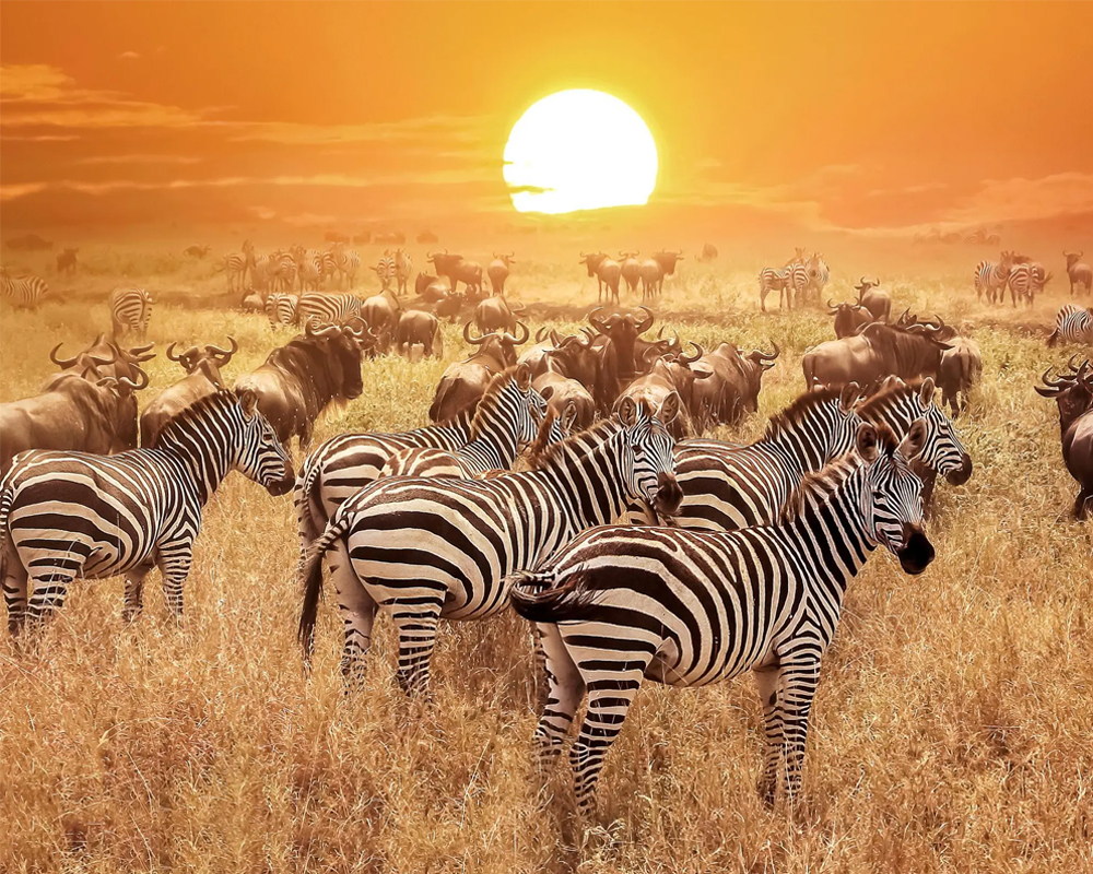PN Serengeti